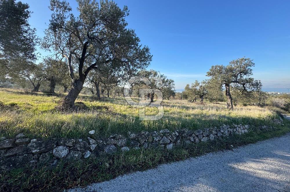 ŞAKRAN’DA DENİZ MANZARALI SATILIK 19423 M2 FIRSAT ZEYTİNLİK