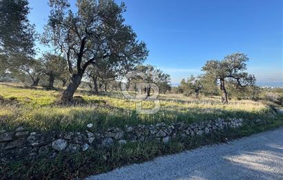 ŞAKRAN’DA DENİZ MANZARALI SATILIK 19423 M2 FIRSAT ZEYTİNLİK