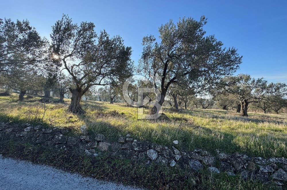 ŞAKRAN’DA DENİZ MANZARALI SATILIK 19423 M2 FIRSAT ZEYTİNLİK