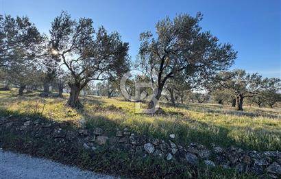 ŞAKRAN’DA DENİZ MANZARALI SATILIK 19423 M2 FIRSAT ZEYTİNLİK