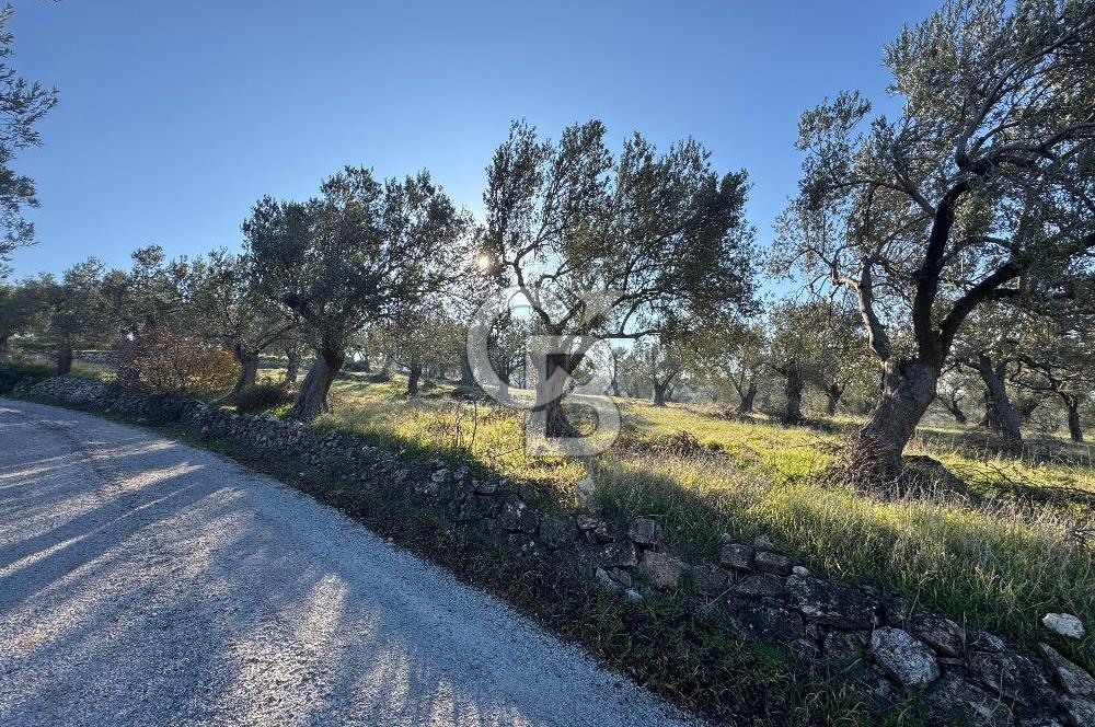 ŞAKRAN’DA DENİZ MANZARALI SATILIK 19423 M2 FIRSAT ZEYTİNLİK