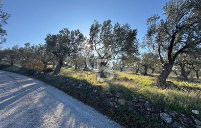 ŞAKRAN’DA DENİZ MANZARALI SATILIK 19423 M2 FIRSAT ZEYTİNLİK