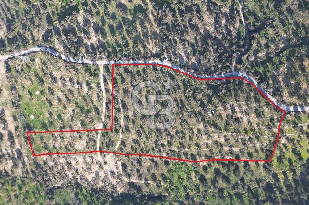 ŞAKRAN’DA DENİZ MANZARALI SATILIK 19423 M2 FIRSAT ZEYTİNLİK