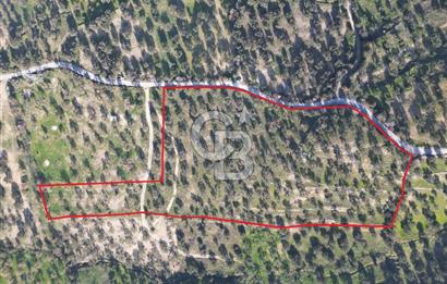 ŞAKRAN’DA DENİZ MANZARALI SATILIK 19423 M2 FIRSAT ZEYTİNLİK