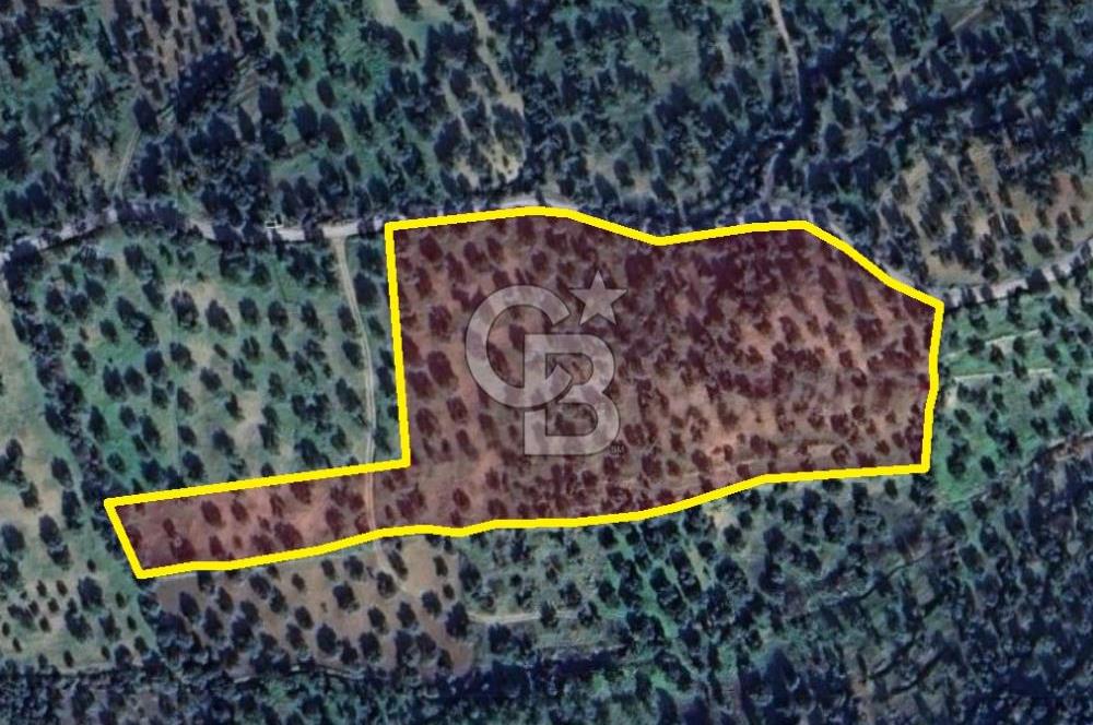 ŞAKRAN’DA DENİZ MANZARALI SATILIK 19423 M2 FIRSAT ZEYTİNLİK