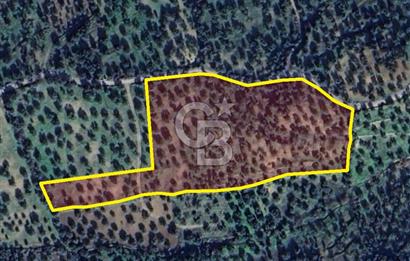 ŞAKRAN’DA DENİZ MANZARALI SATILIK 19423 M2 FIRSAT ZEYTİNLİK