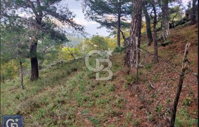 ÇANAKKALE/AYVACIK ASSOS/AHMETÇE'DE 3681M²KÖY İÇİ (1588M² İMARDA)