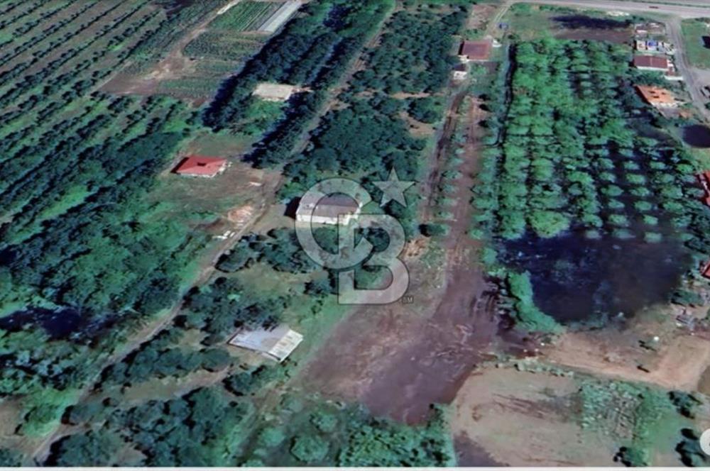 Samsun Termede Ticari/Konut İmarlı 14.000m2 Müstakil Tapulu Arsa