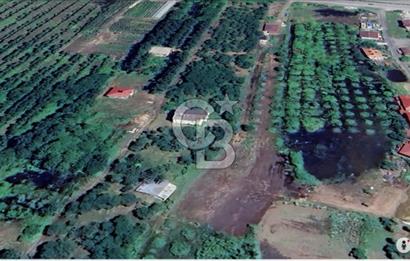Samsun Termede Ticari/Konut İmarlı 14.000m2 Müstakil Tapulu Arsa