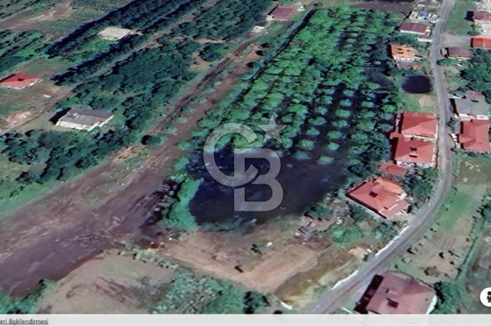 Samsun Termede Ticari/Konut İmarlı 14.000m2 Müstakil Tapulu Arsa