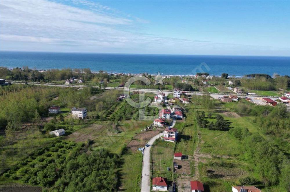 Samsun Termede Ticari/Konut İmarlı 14.000m2 Müstakil Tapulu Arsa