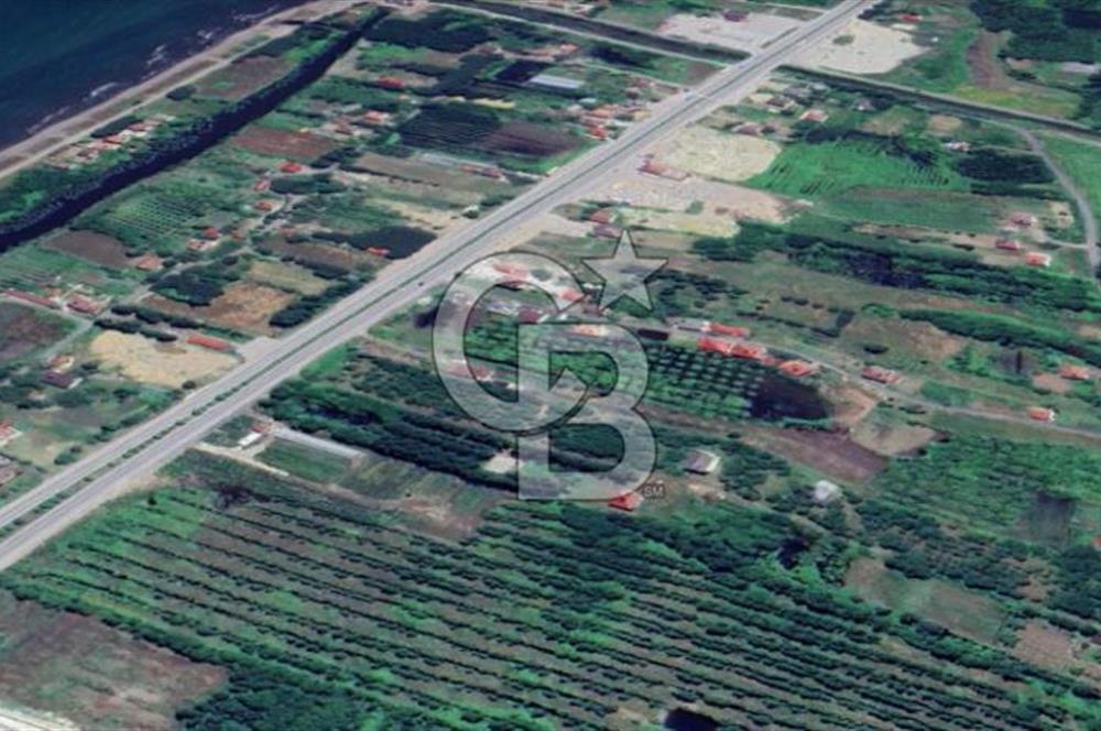Samsun Termede Ticari/Konut İmarlı 14.000m2 Müstakil Tapulu Arsa