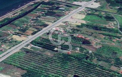 Samsun Termede Ticari/Konut İmarlı 14.000m2 Müstakil Tapulu Arsa