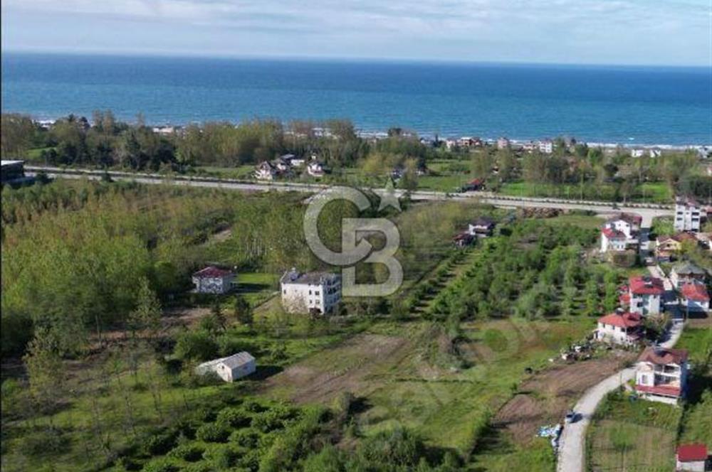 Samsun Termede Ticari/Konut İmarlı 14.000m2 Müstakil Tapulu Arsa