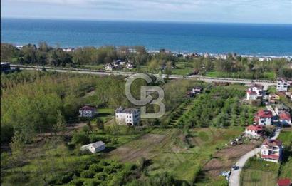Samsun Termede Ticari/Konut İmarlı 14.000m2 Müstakil Tapulu Arsa