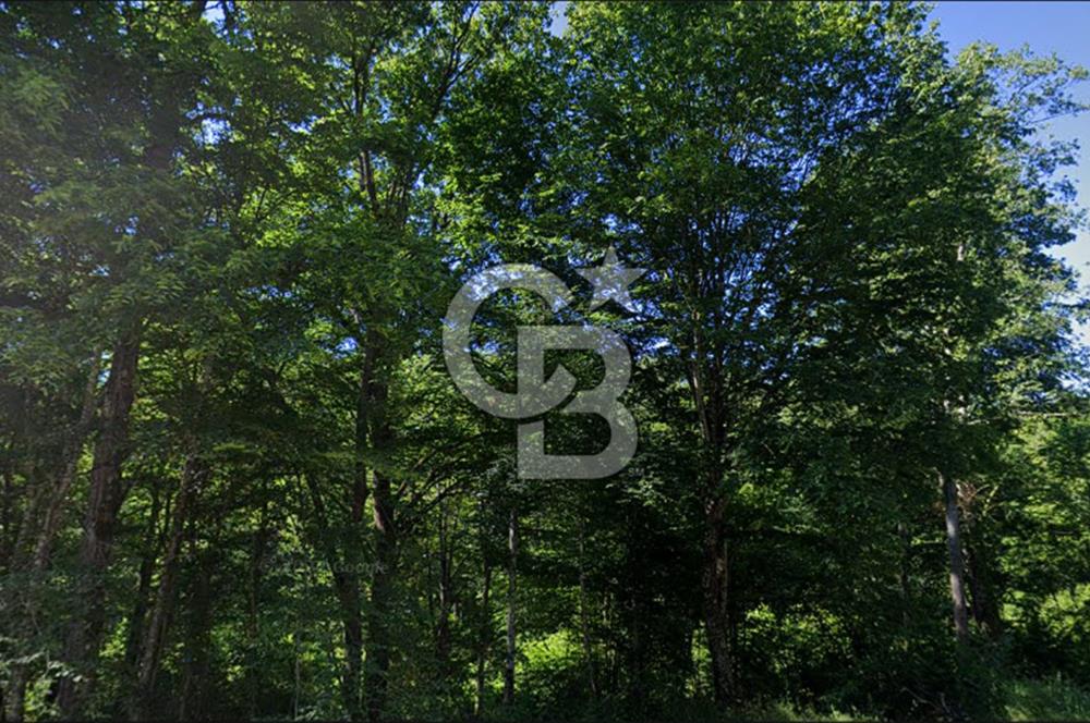 DEMİRKÖY DE 15 DÖNÜM EKO TURİZM RUHSATI ALINABİLİR ARSA