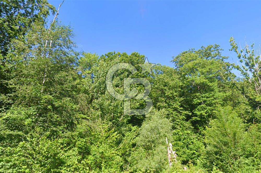 DEMİRKÖY DE 15 DÖNÜM EKO TURİZM RUHSATI ALINABİLİR ARSA