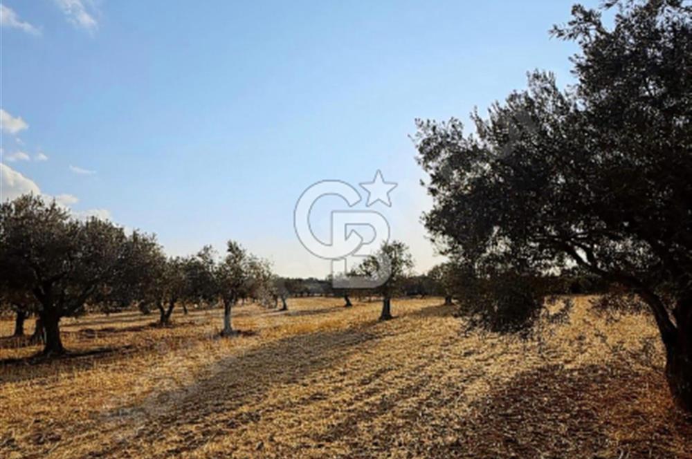 Çanakkale Geyiklinin Dibinde Kupon  zeytinlik