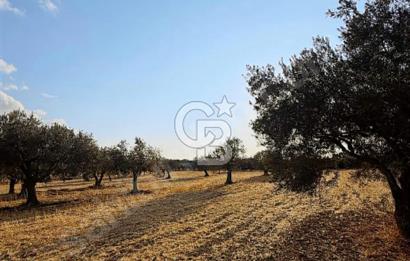 Çanakkale Geyiklinin Dibinde Kupon  zeytinlik