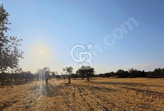 Çanakkale Geyiklinin Dibinde Kupon  zeytinlik - 3 - 323247