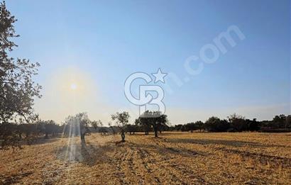 Çanakkale Geyiklinin Dibinde Kupon  zeytinlik