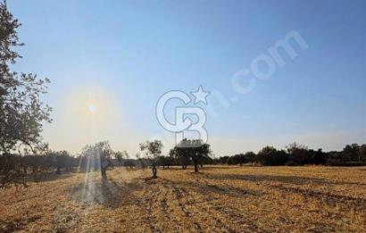 Çanakkale Geyiklinin Dibinde Kupon  zeytinlik