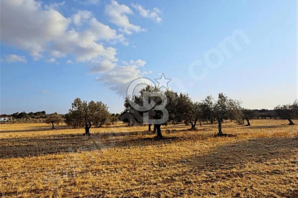 Çanakkale Geyiklinin Dibinde Kupon  zeytinlik