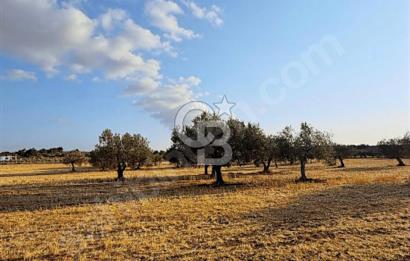 Çanakkale Geyiklinin Dibinde Kupon  zeytinlik