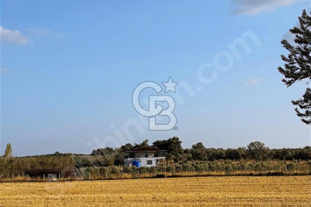 Çanakkale Geyiklinin Dibinde Kupon  zeytinlik