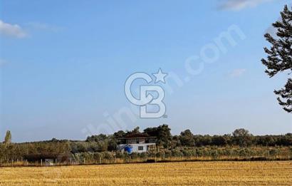 Çanakkale Geyiklinin Dibinde Kupon  zeytinlik