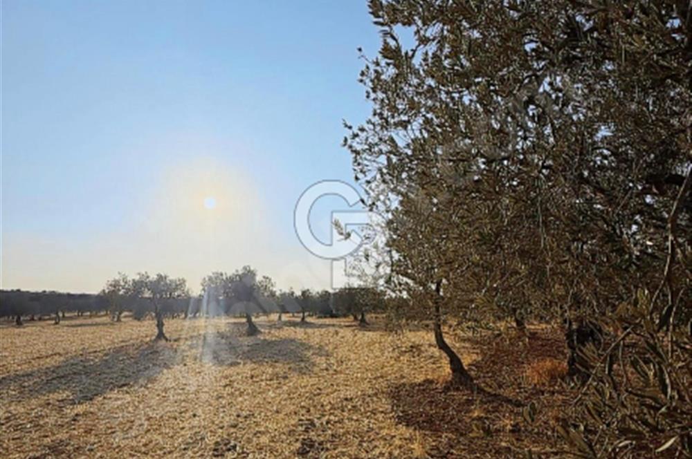 Çanakkale Geyiklinin Dibinde Kupon  zeytinlik