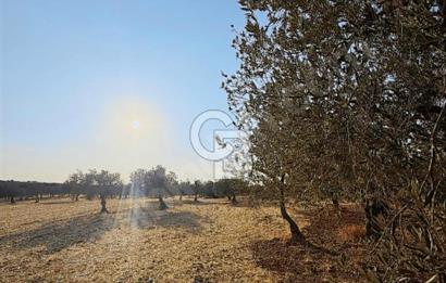 Çanakkale Geyiklinin Dibinde Kupon  zeytinlik
