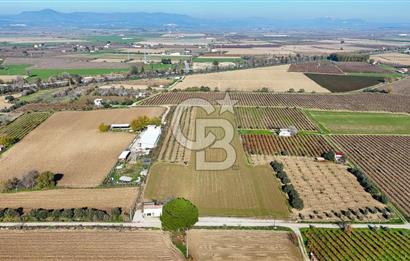 MANİSA ŞEHZADELER VEZİROĞLU SATILIK TEK TAPU BAĞ ARAZİSİ