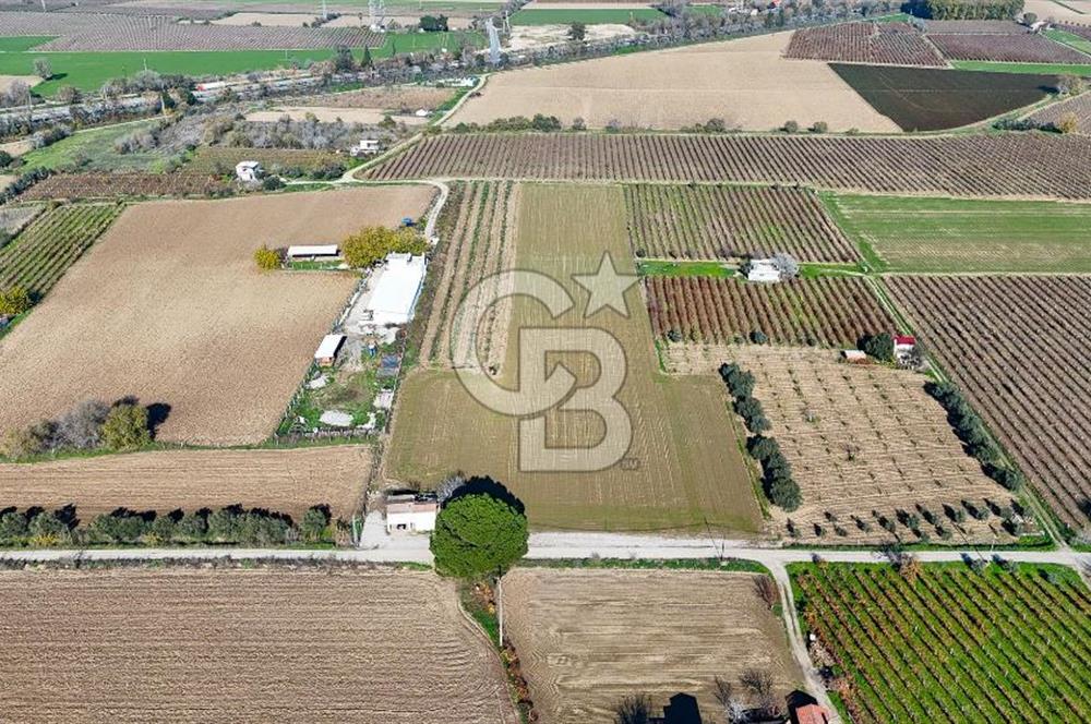 MANİSA ŞEHZADELER VEZİROĞLU SATILIK 8.116 M2 TEK TAPU BAĞ ARAZİSİ