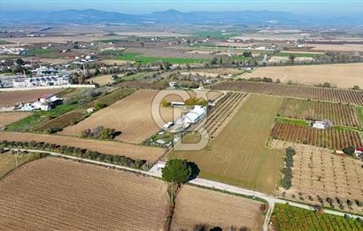 MANİSA ŞEHZADELER VEZİROĞLU SATILIK 8.116 M2 TEK TAPU BAĞ ARAZİSİ