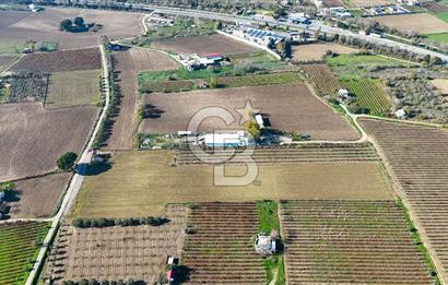 MANİSA ŞEHZADELER VEZİROĞLU SATILIK TEK TAPU BAĞ ARAZİSİ