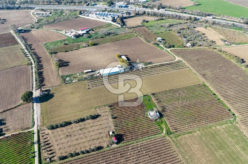 MANİSA ŞEHZADELER VEZİROĞLU SATILIK TEK TAPU BAĞ ARAZİSİ