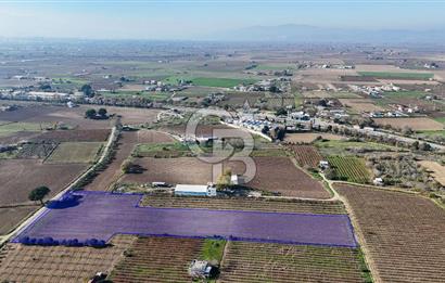 MANİSA ŞEHZADELER VEZİROĞLU SATILIK 8.116 M2 TEK TAPU BAĞ ARAZİSİ