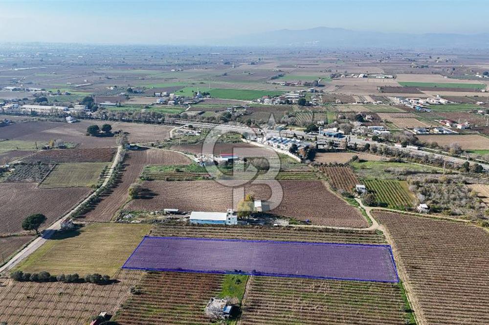 MANİSA ŞEHZADELER VEZİROĞLU SATILIK 8.116 M2 TEK TAPU BAĞ ARAZİSİ