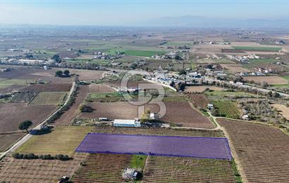 MANİSA ŞEHZADELER VEZİROĞLU SATILIK 8.116 M2 TEK TAPU BAĞ ARAZİSİ
