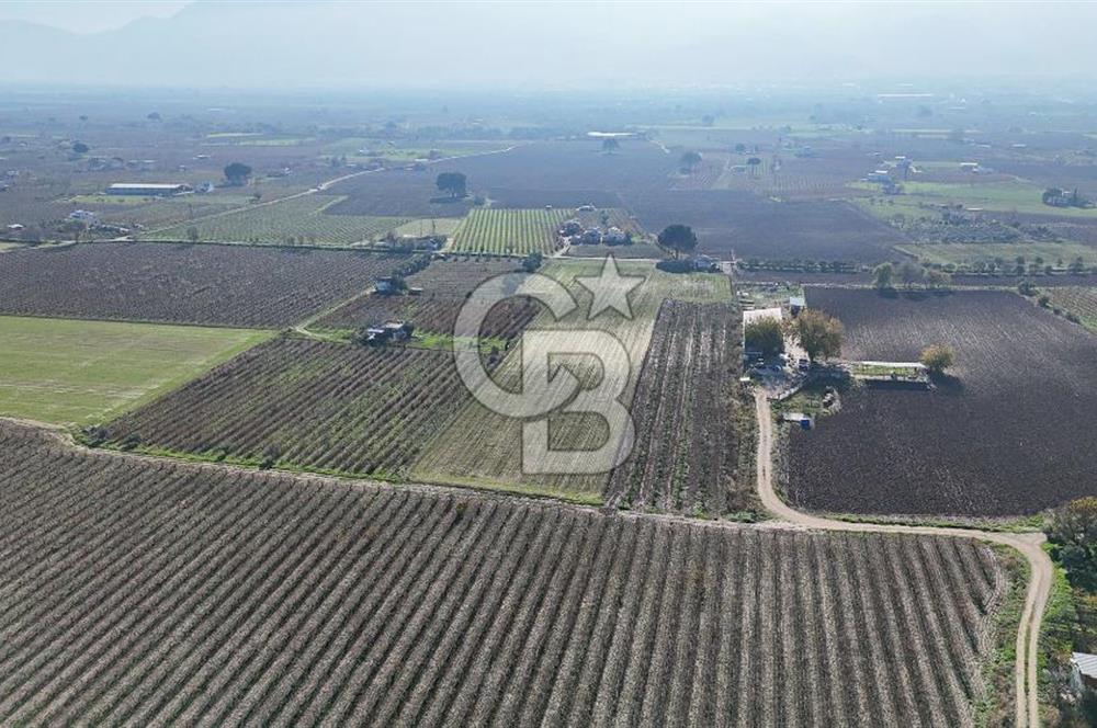 MANİSA ŞEHZADELER VEZİROĞLU SATILIK 8.116 M2 TEK TAPU BAĞ ARAZİSİ