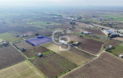 MANİSA ŞEHZADELER VEZİROĞLU SATILIK TEK TAPU BAĞ ARAZİSİ