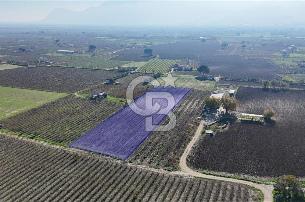 MANİSA ŞEHZADELER VEZİROĞLU SATILIK 8.116 M2 TEK TAPU BAĞ ARAZİSİ