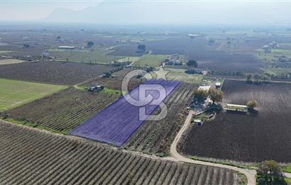 MANİSA ŞEHZADELER VEZİROĞLU SATILIK 8.116 M2 TEK TAPU BAĞ ARAZİSİ