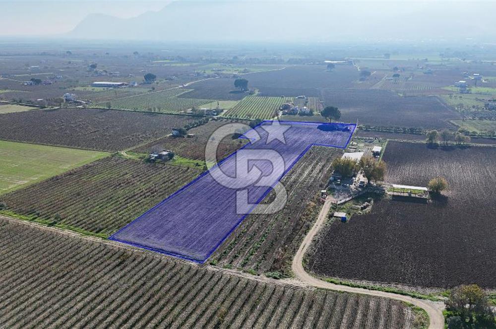 MANİSA ŞEHZADELER VEZİROĞLU SATILIK 8.116 M2 TEK TAPU BAĞ ARAZİSİ