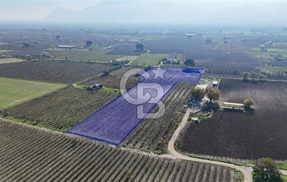 MANİSA ŞEHZADELER VEZİROĞLU SATILIK 8.116 M2 TEK TAPU BAĞ ARAZİSİ