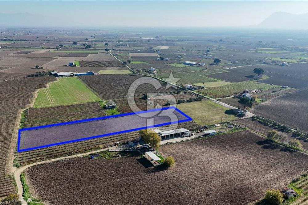 MANİSA ŞEHZADELER VEZİROĞLU SATILIK 8.116 M2 TEK TAPU BAĞ ARAZİSİ