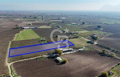 MANİSA ŞEHZADELER VEZİROĞLU SATILIK 8.116 M2 TEK TAPU BAĞ ARAZİSİ