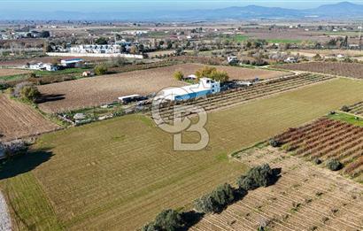 MANİSA ŞEHZADELER VEZİROĞLU SATILIK 8.116 M2 TEK TAPU BAĞ ARAZİSİ