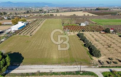 MANİSA ŞEHZADELER VEZİROĞLU SATILIK 8.116 M2 TEK TAPU BAĞ ARAZİSİ